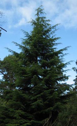Western hemlock (Tsuga heterophylla)
