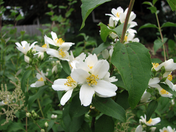 Mockorange (Philadelphus lewisii)