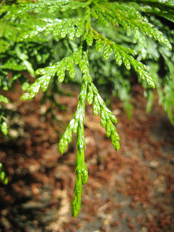 Western redcedar (Thuja plicata)
