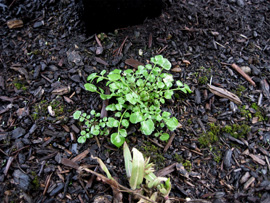 Hairy bittercress weed