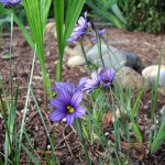 Blue-eyed grass (Sisyrinchium Idahoense)