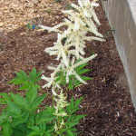 Goat's Beard (Aruncus dioicus)
