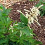 Goat's Beard (Aruncus dioicus)