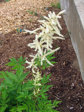 Goat's Beard (Aruncus dioicus)