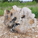 log in the natural area
