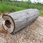 log in the natural area