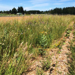 native hedgerow bordering pollinator meadow