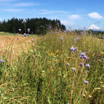 pollinator meadow