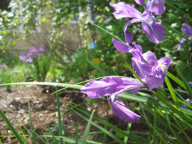 Oregon iris flowers in the EMSWCD demonstration yard