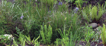 check out our gallery pages to see local examples of rain gardens