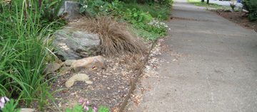 Learn how to build a rain garden!