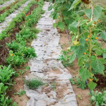 reusing burlap coffee bags as mulch