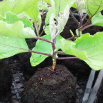 plants growing out of pot-less soil blocks