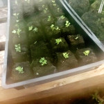 stages of soil blocks