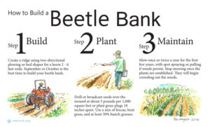 how to build a beetle bank