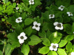 Terraccord Landscapes