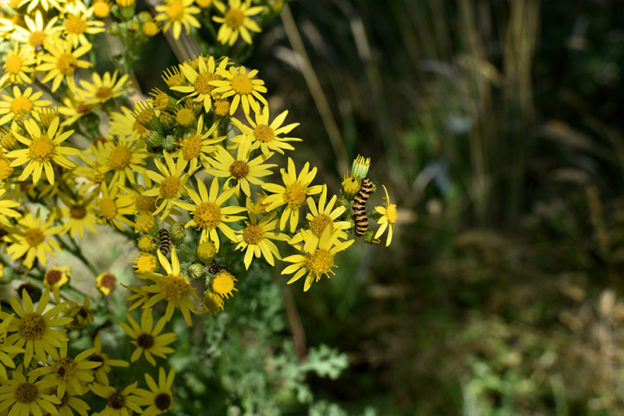 Tansy weed (Senecio jacobaea) in bloom with cinnabar moth caterpillars feeding on it