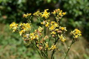 Tansy weed (Senecio jacobaea) in bloom with cinnabar moth caterpillars feeding on it