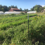 Udan Farm’s new land comes with hoophouses, storage space, a walk-in cooler, and other critical resources needed for farming in the Pacific Northwest.