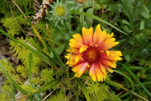 Blanket flower