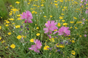 Cusick's Checkermallow and Oregon Sunshine