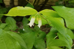Fairy bell flowers