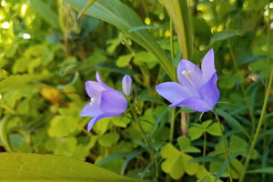 Harebell flowers