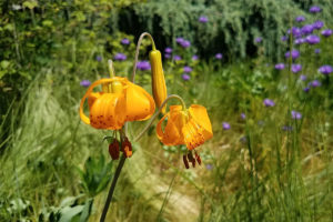 Tiger lily
