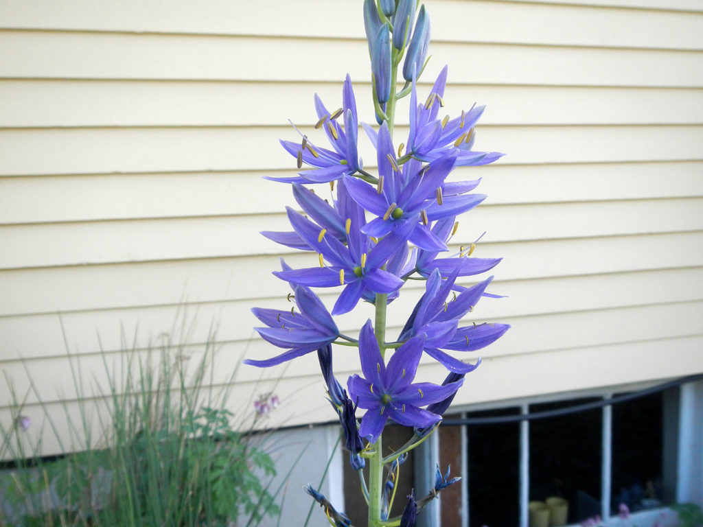 Common camas (Camassia quamash)
