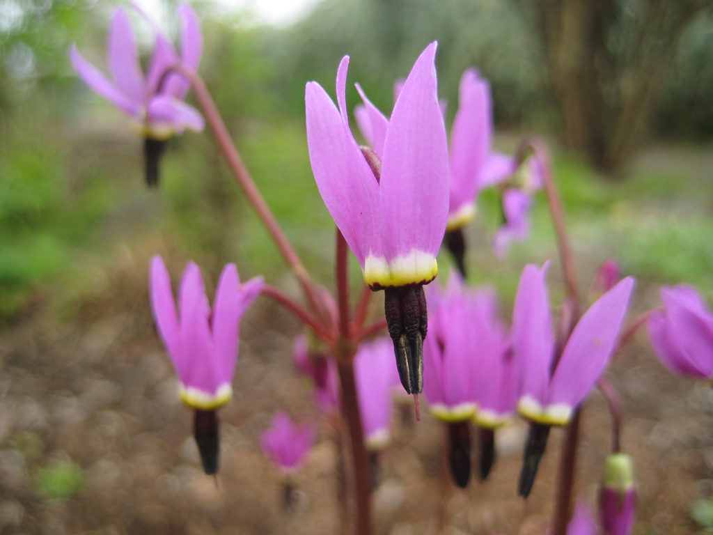 Henderson’s shooting star (Dodecatheon hendersonii)