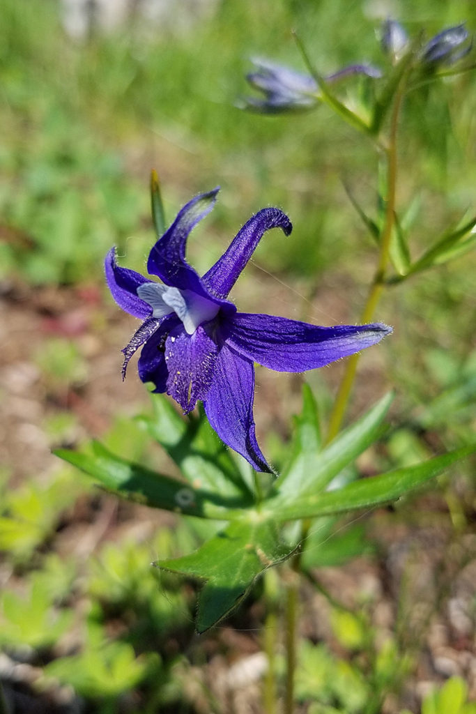 Menzies’ larkspur (Delphinium menziesii)