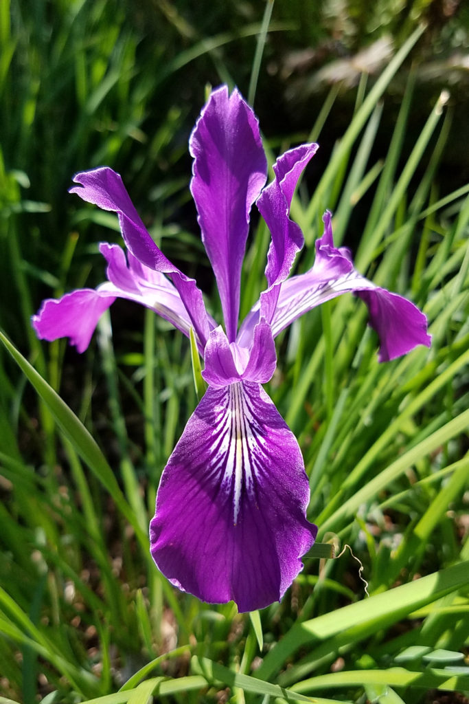 Oregon iris (Iris tenax)