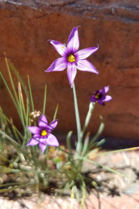 Blue-eyed grass (Sisyrinchium idahoense)