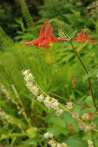 Red Columbine and Fringecup