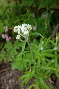 Pearly everlasting