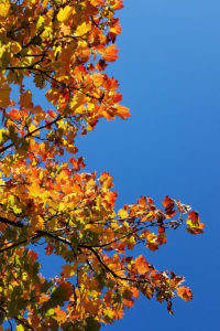 Leave the leaves! Leaf litter provides habitat for pollinators and many beneficial insects.