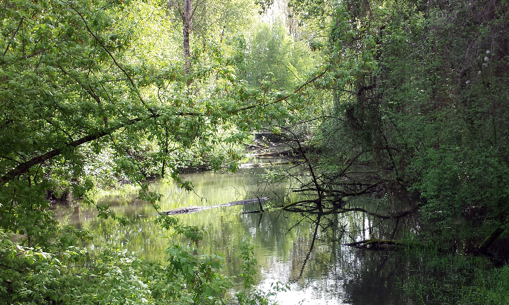 Colwood Natural Area Slough