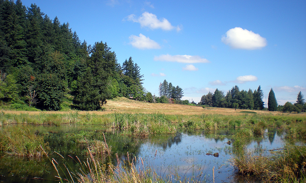 Meadow at Grant Butte