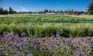 Rows of crops and flowers at Headwaters Farm