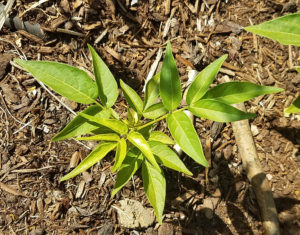 tree of heaven seedling