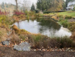 Native riparian planting for a spring fed pond on the Willamette river