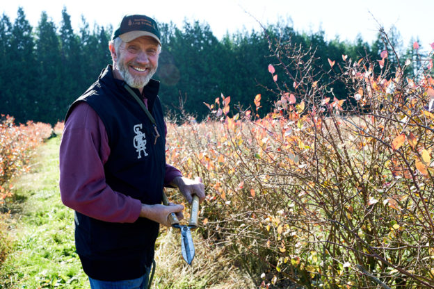 Pruning blueberry bushes at Gordon Creek Farm