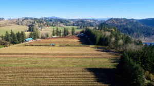 Rows of berry crops at Gordon Creek