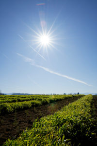 Cover crops on a sunny day at Oxbow Farm