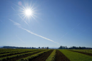a field with cover crops in the foreground, under a sunny blue sky and bright sun toward the upper left