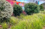 SymbiOp Landscaping