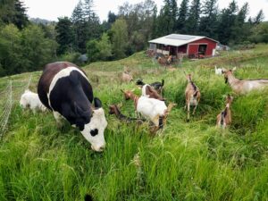 cows grazing in field of green grass