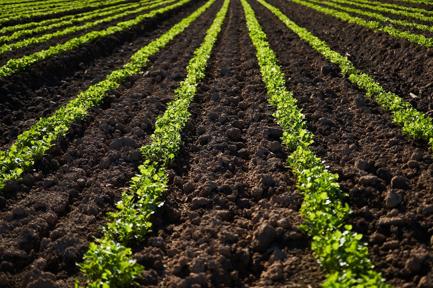 Bright green rows of new crops stand out against rich soil.