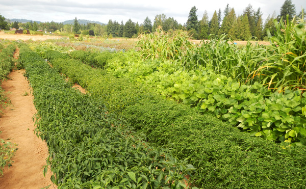 various crop rows on one of the plots at Headwaters Farm
