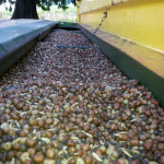 legumes in the hopper